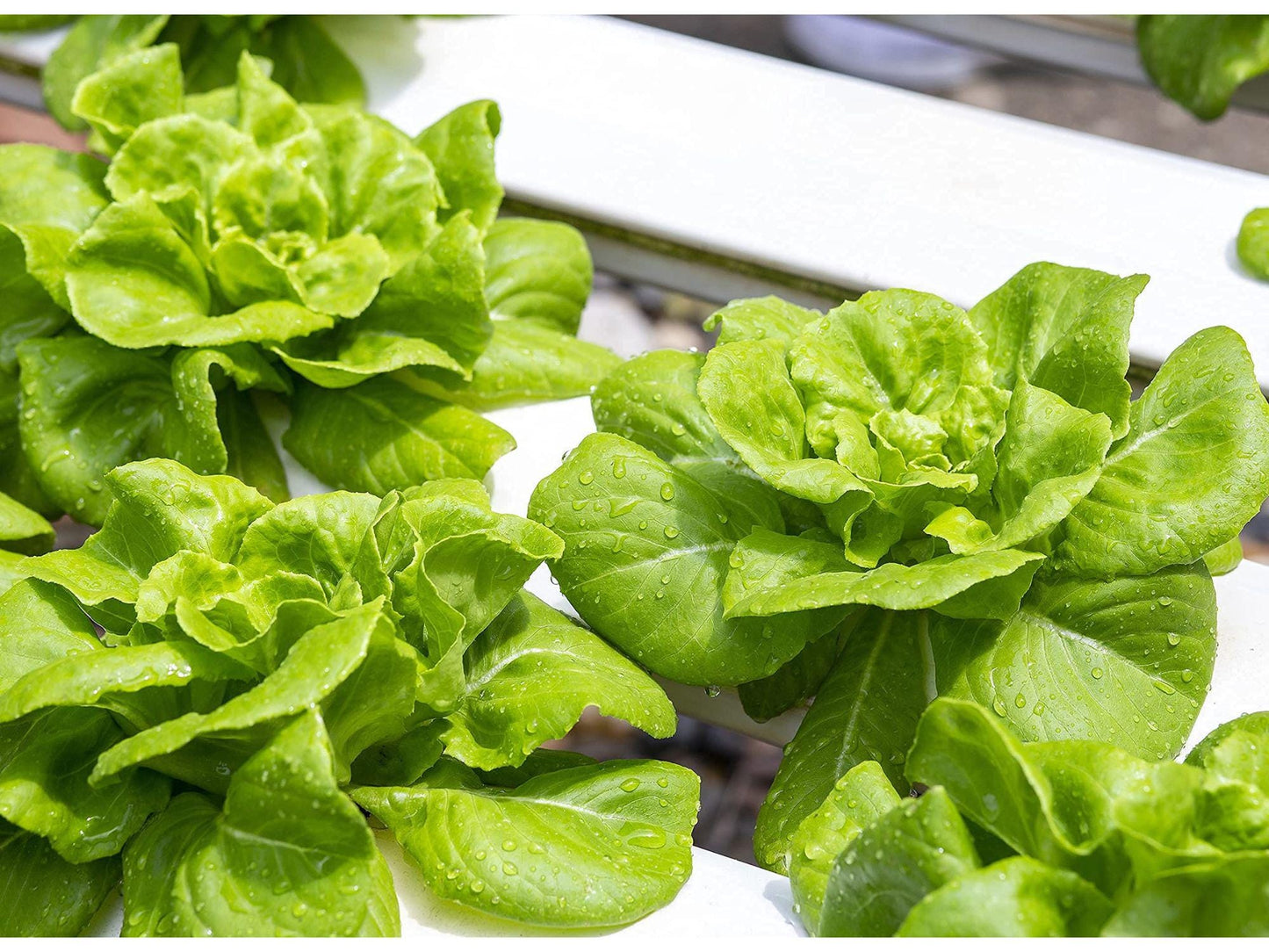 Buttercrunch Lettuce Seeds – 1000 Heirloom Butterhead Salad Greens for Home Gardens, Containers, and Raised Beds