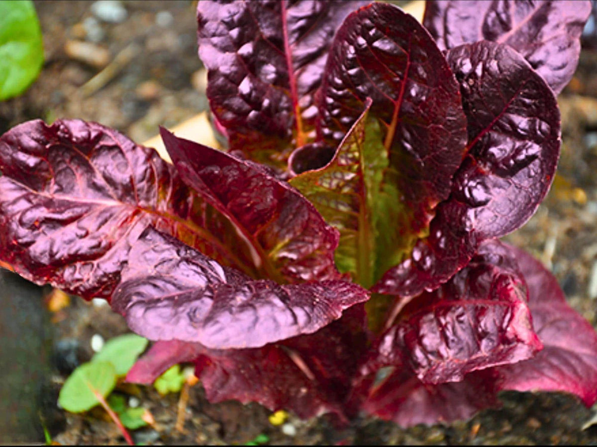 Heirloom Red Romaine Lettuce Seeds – 1000 Cos Salad Greens for Home Gardens, Containers, and Raised Beds