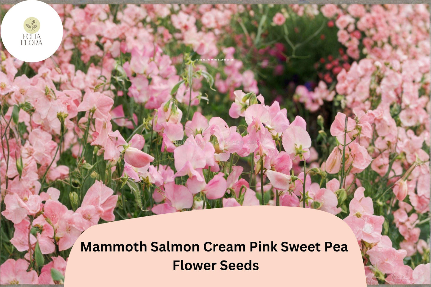 Mammoth Salmon Cream Pink Sweet Pea Seeds | Climbing Annual Vine Lathyrus odoratus for Trellises & Cut Flowers