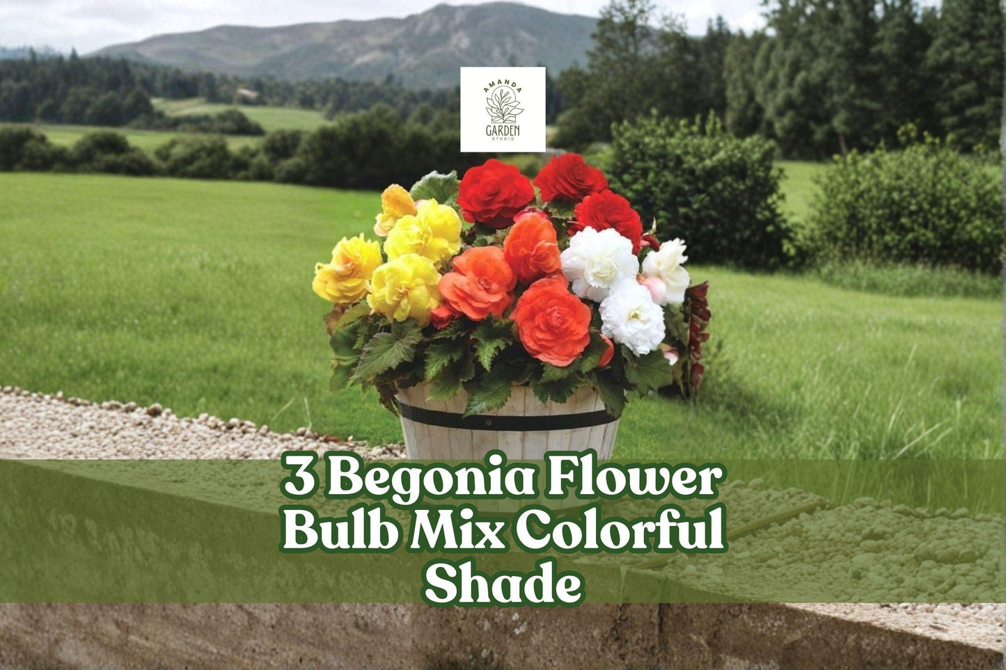 Begonia Flower Bulb Mix - Colorful Shade Garden Blooming Plants - Perennial Tubers for Containers & Beds