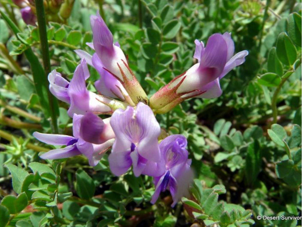 Twogroove Milkvetch Seeds (Astragalus bisulcatus) – 15 Native Drought-Tolerant Wildflower for Dry, Alkaline Soils
