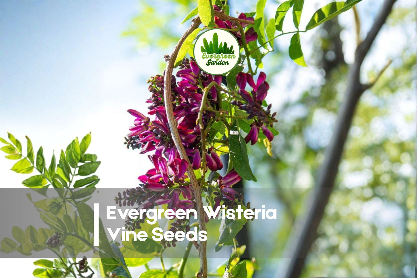 Evergreen Wisteria Vine Seeds, Pink Flowering Climbing Plant, Millettia reticulata, Garden Landscape, Trellises & Fences