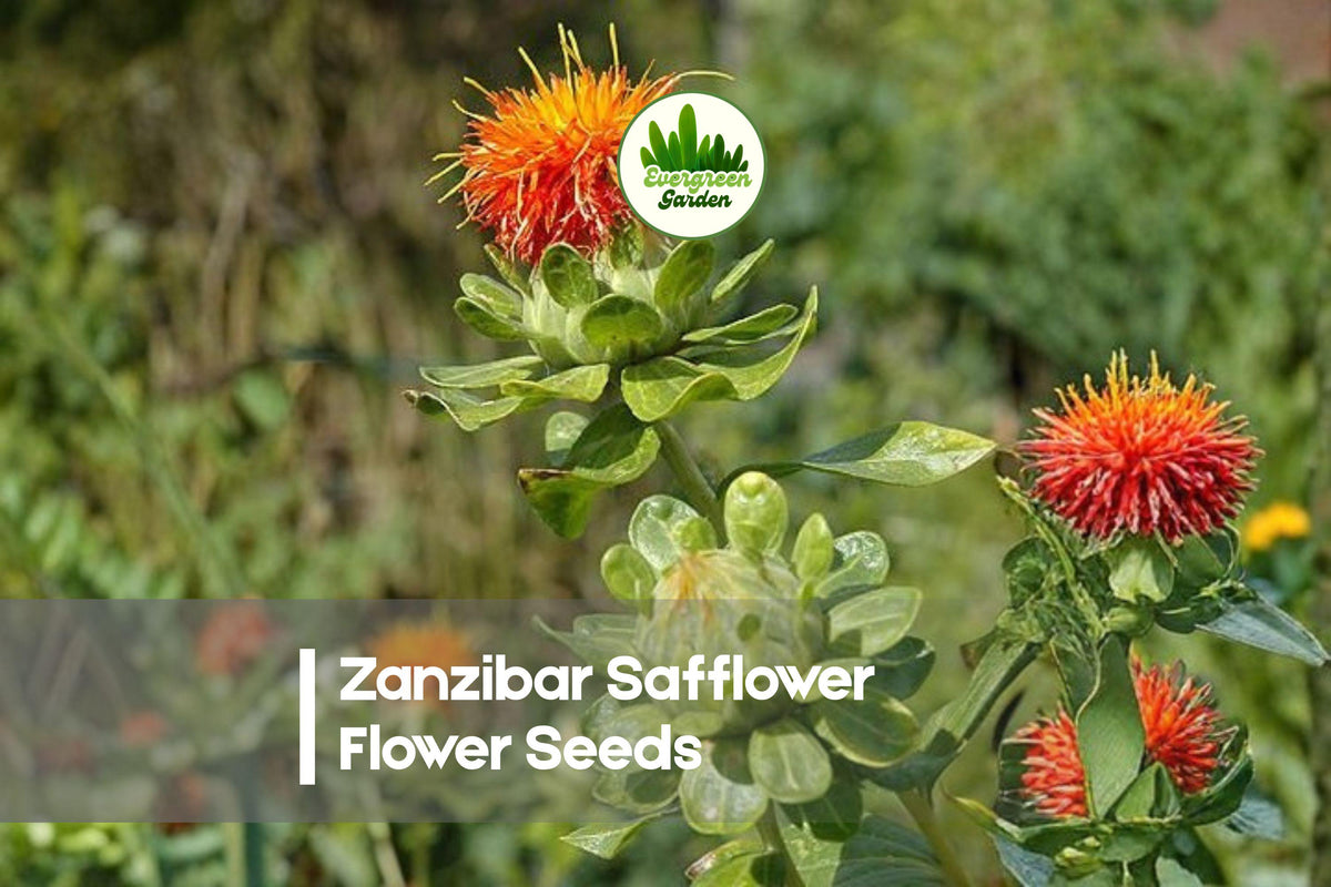 Zanzibar Safflower Flower Seeds - 30 Mixed-Color Carthamus tinctorius for Garden Borders & Cut Flowers