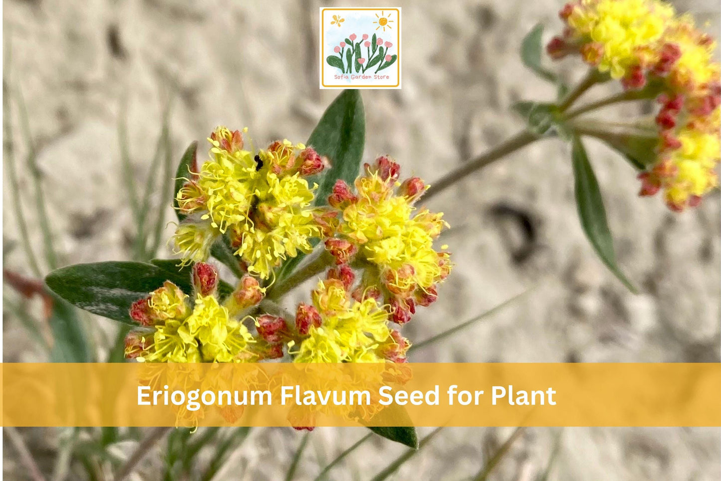 50 Eriogonum flavum Seeds | Golden Wild Buckwheat Perennial Wildflower for Drought Tolerant Gardens
