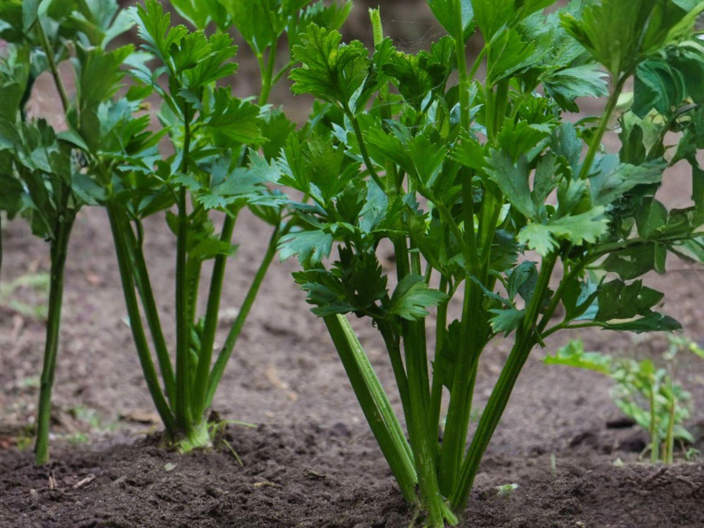Chinese Celery Seeds 1000 Pack | Kintsai Dark Green Garden Vegetable | Annual Edible Herb