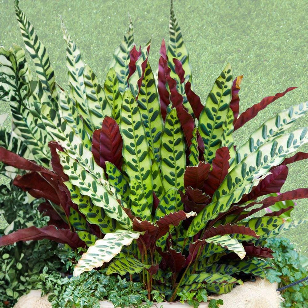 Rattlesnake Calathea Seeds – Tropical Foliage Plant, Indoor Garden, Goeppertia insignis, Exotic Houseplant Seeds (25+ Seeds)
