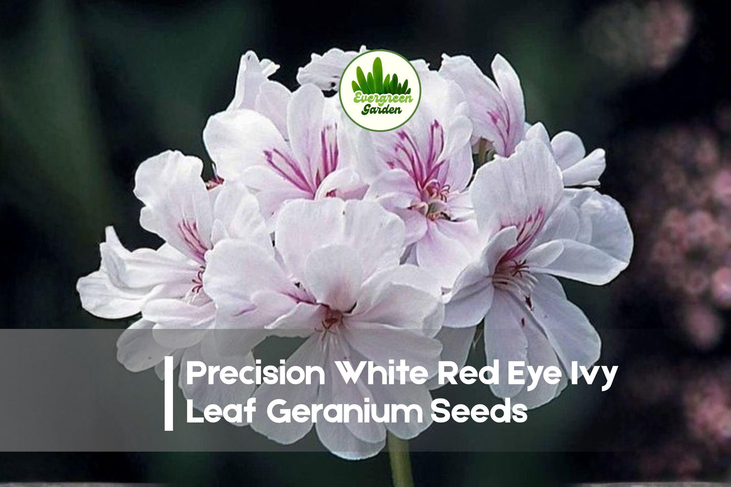 Precision White Red Eye Ivy Leaf Geranium Seeds, Pelargonium peltatum, Trailing, White with Red Center, Garden, Container, Hanging Basket
