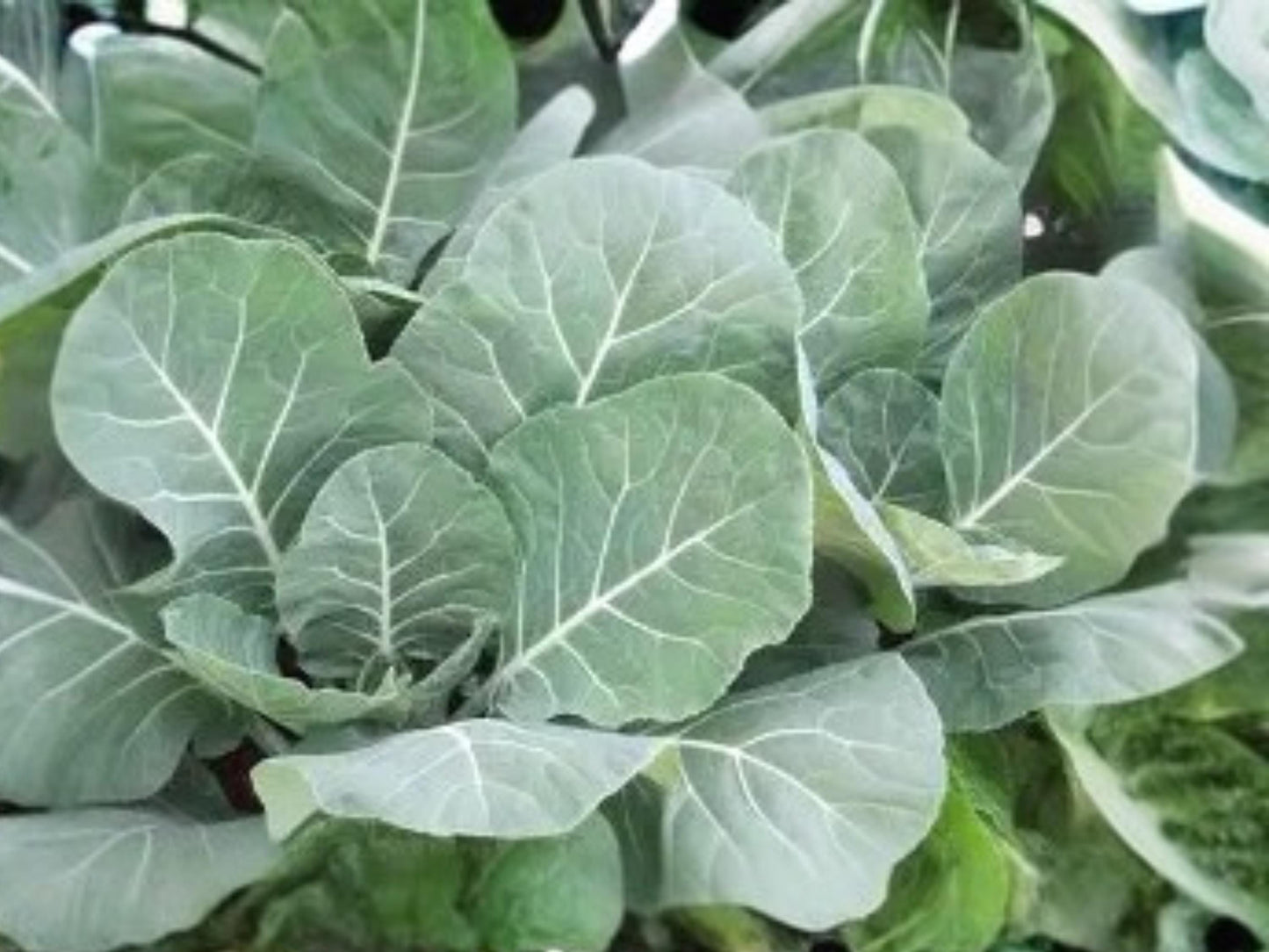 Champion Collards Seeds – Heirloom Southern Greens with Large Tender Leaves, Heat & Cold Tolerance, 500 Seeds