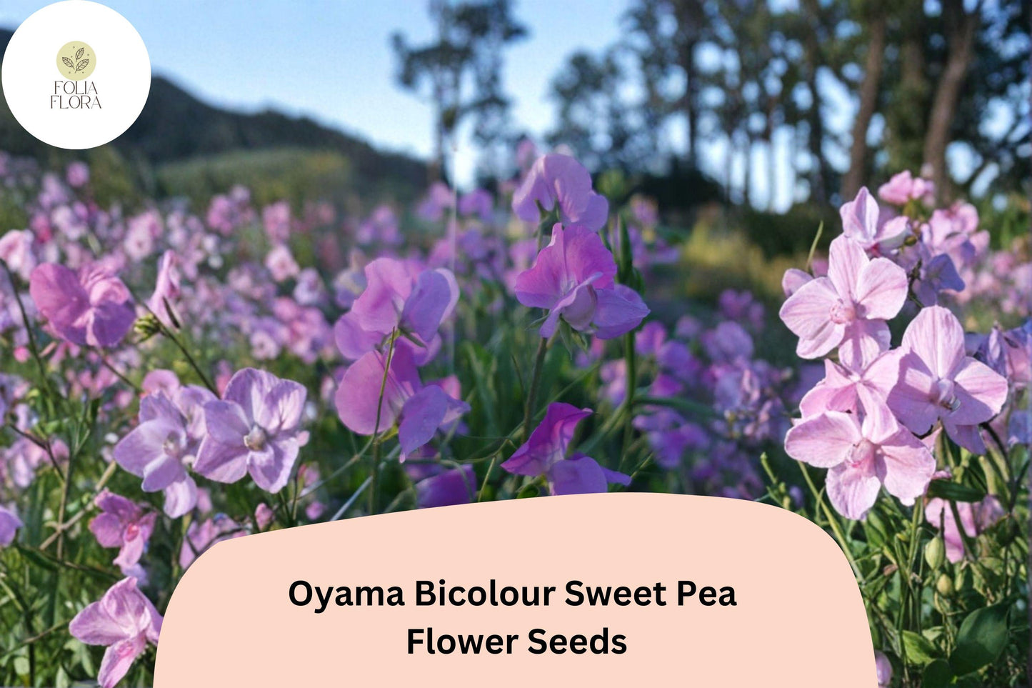 Oyama Bicolour Sweet Pea Seeds | Climbing Flower Vine | Lathyrus odoratus | Bicolour Blooms | 50+ Seeds