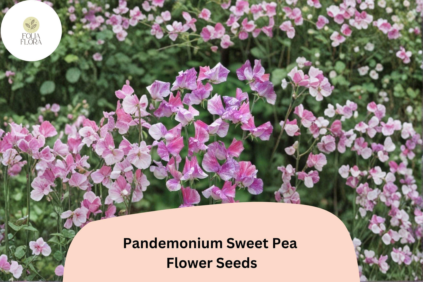 Sweet Pea Seeds | Climbing Flower Vine | Pandemonium Lathyrus odoratus | Vibrant Color, Garden Trellis, Fences