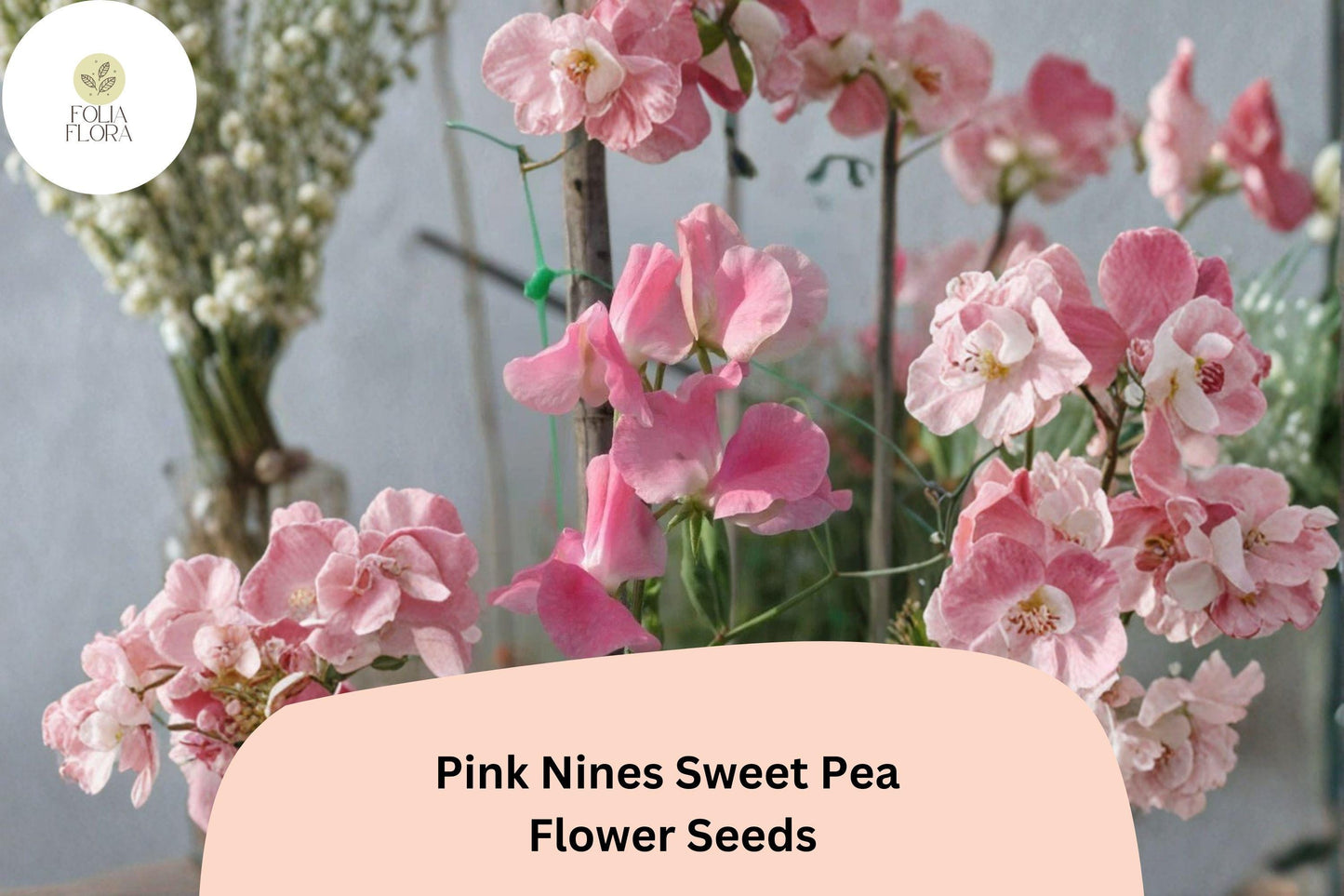 Pink Nines Sweet Pea Seeds | Climbing Vine with Fragrant Pink Blooms | Lathyrus odoratus | Garden Planting (50+ Seeds)