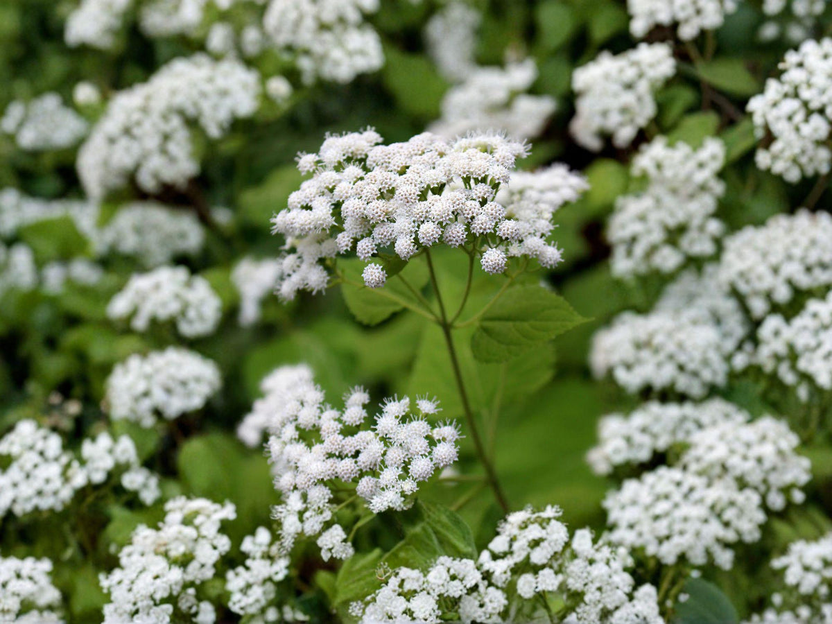 Ageratina altissima White Snakeroot Seeds – Native Perennial Wildflower for Shade Gardens & Woodland Landscapes, 500 Seeds