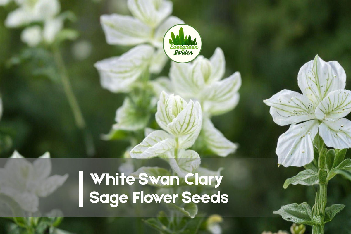 White Swan Clary Sage Seeds, Ornamental Salvia sclarea, Pollinator-Friendly, Cottage Garden, Cut-Flower