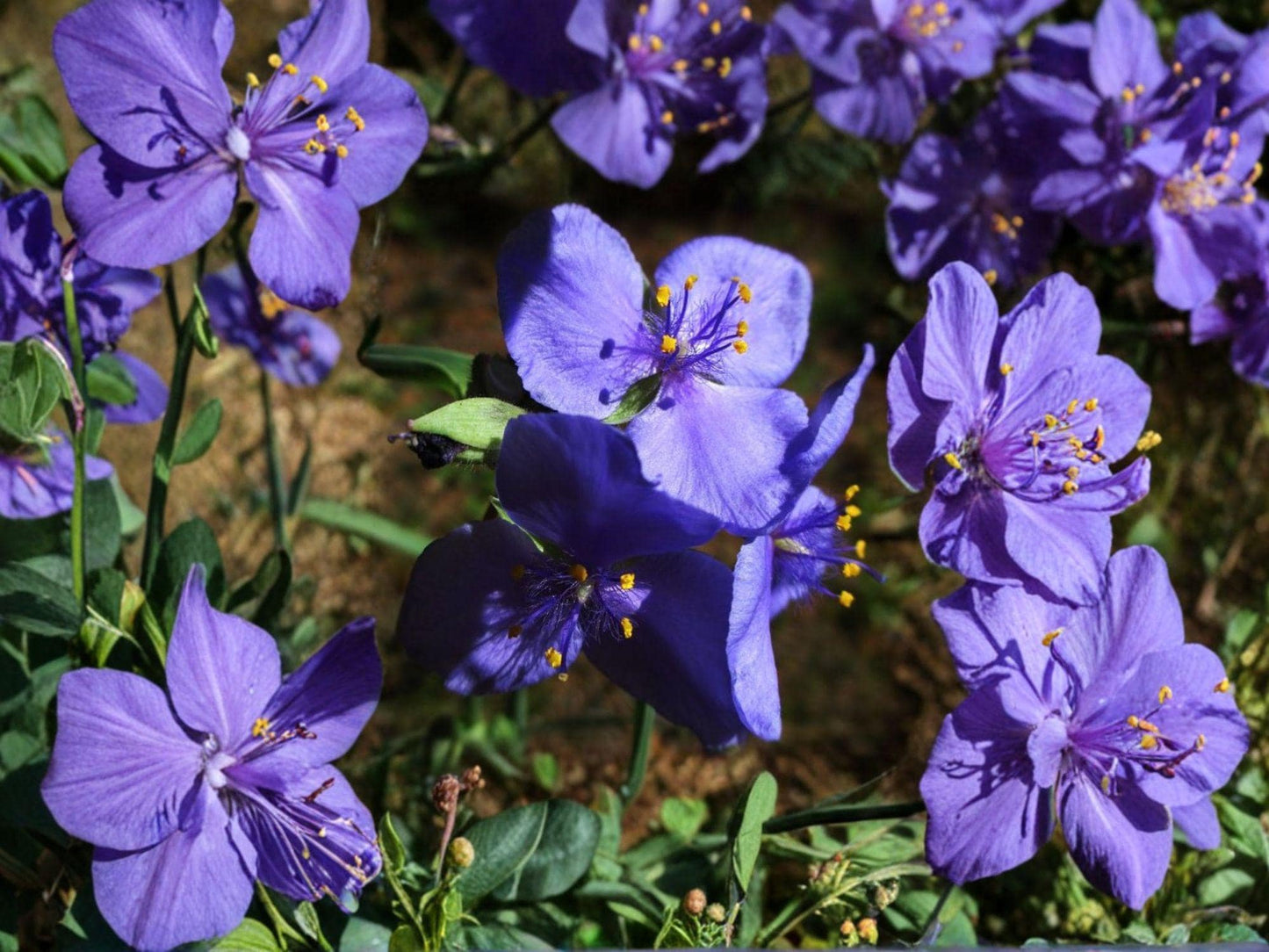 Tradescantia occidentalis Western Spiderwort Seeds – Native Perennial Wildflower for Pollinator Gardens, Drought Tolerant, Violet-Blue Blooms