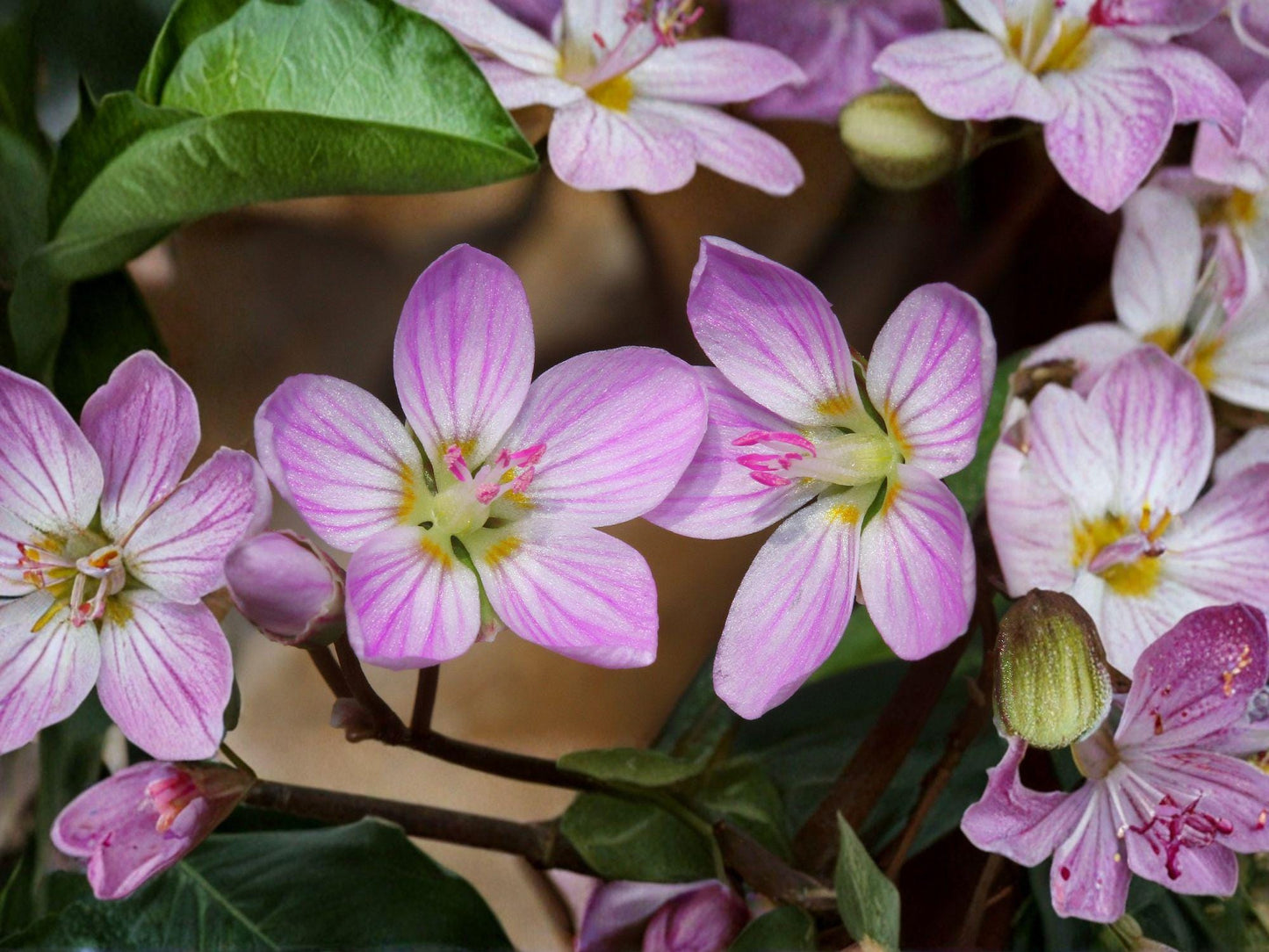 Claytonia virginica Spring Beauty Wildflower Seeds – Native Perennial Shade Plant for Woodland Gardens & Pollinators