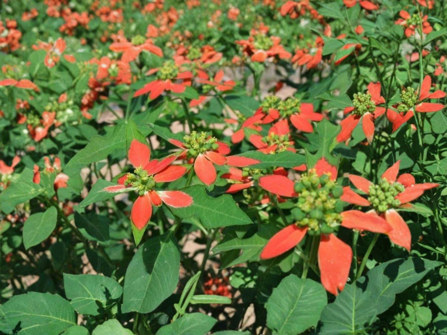 Euphorbia cyathophora Fire-on-the-Mountain Seeds | Native Annual Wildflower with Red and White Foliage | Drought Tolerant Plant