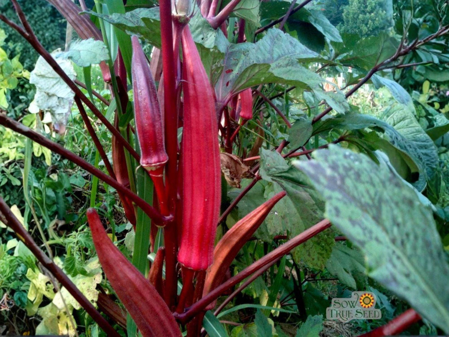 Red Burgundy Okra Seeds - Heirloom Vegetable, High Yield, 100 Seeds for Garden, Container, and Raised Bed Growing
