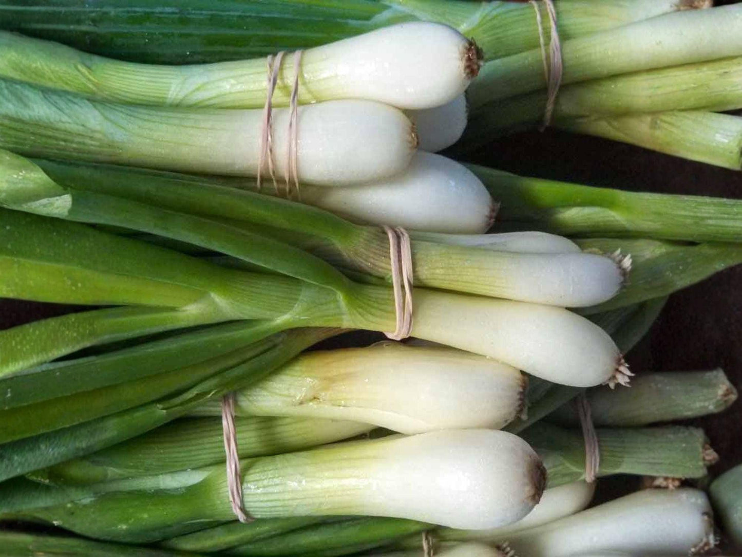 Tokyo Long Bunching Onion Seeds – Japanese Scallion, Non-Bulbing, Green Onion, Allium fistulosum
