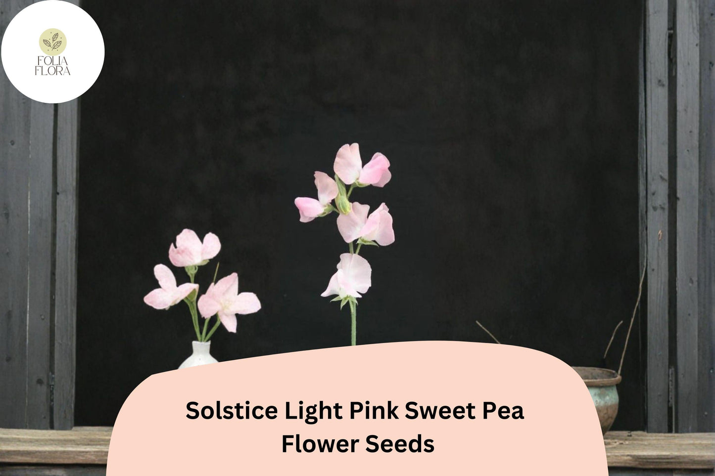 Solstice Light Pink Sweet Pea Seeds | Climbing Vine with Fragrant Light Pink Blooms | Lathyrus odoratus