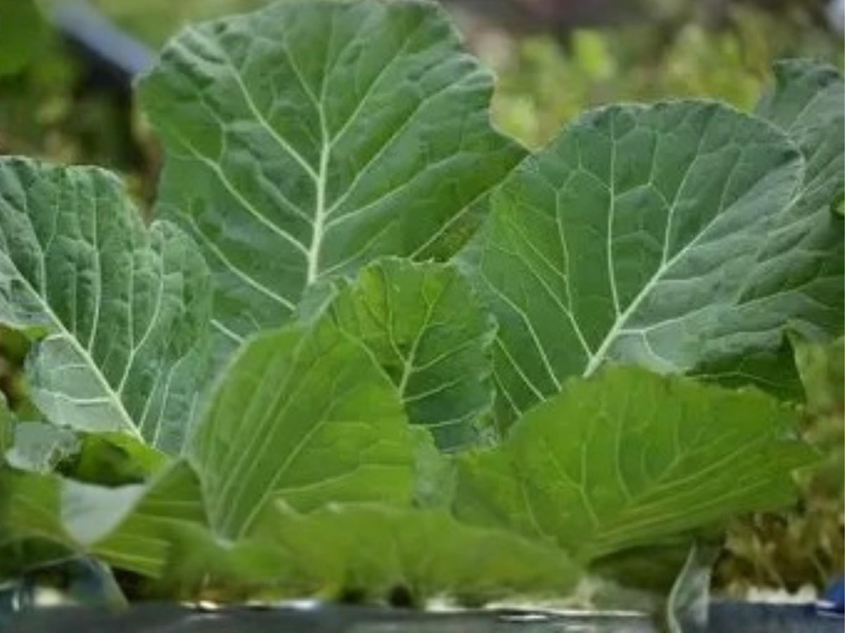 Vates Collard Greens Seeds | Heirloom Cold Hardy Compact Plants | Blue-Green Leaves | 500 Seeds