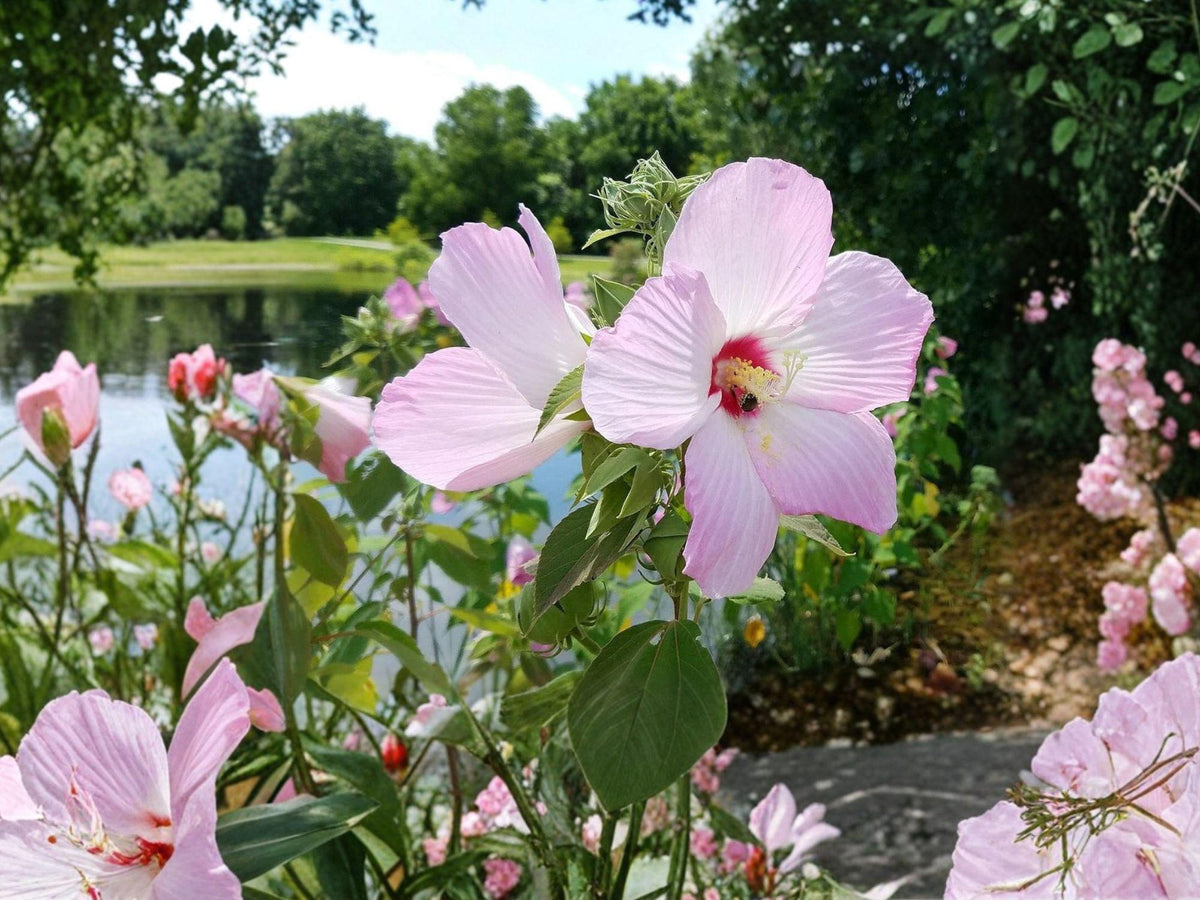 Hibiscus moscheutos Seeds | Swamp Rose Mallow | Native Perennial Hibiscus with Large White Pink Flowers | 30 Seeds