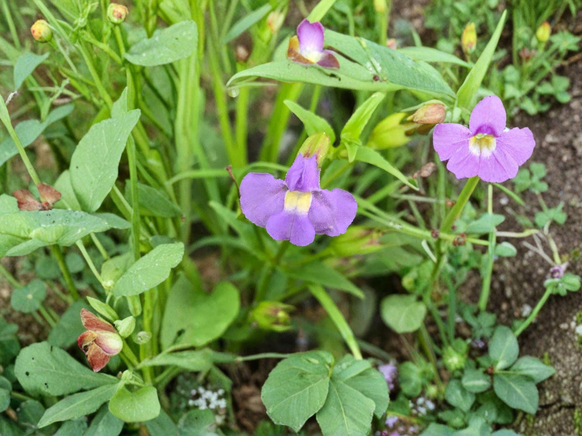 Mimulus ringens Monkey Flower Seeds | Native Wetland Perennial | Lavender-Blue Flowers | 5,000 Seeds