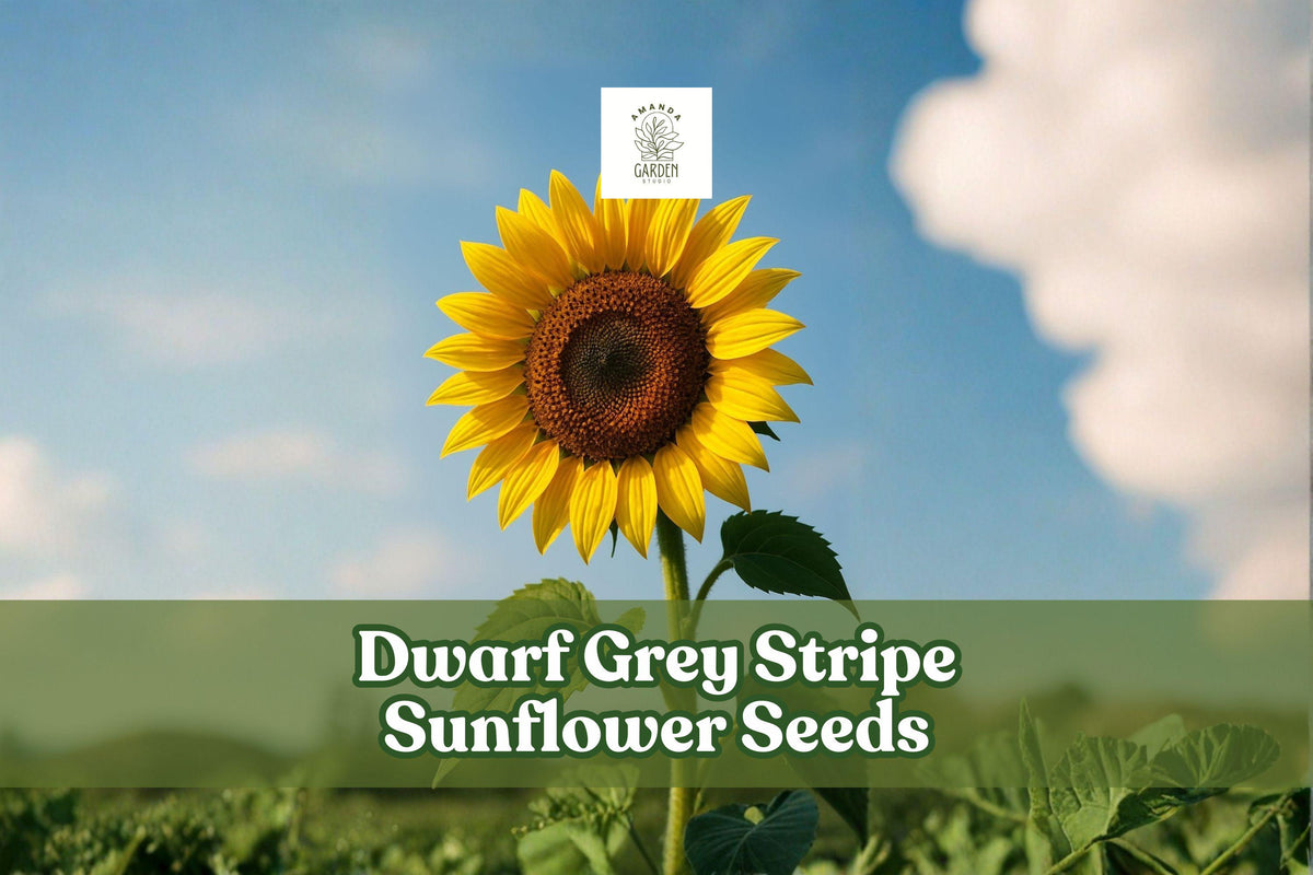 Dwarf Grey Stripe Sunflower Seeds, Helianthus annuus, Compact Annual for Gardens, Borders & Containers, 50 Seeds