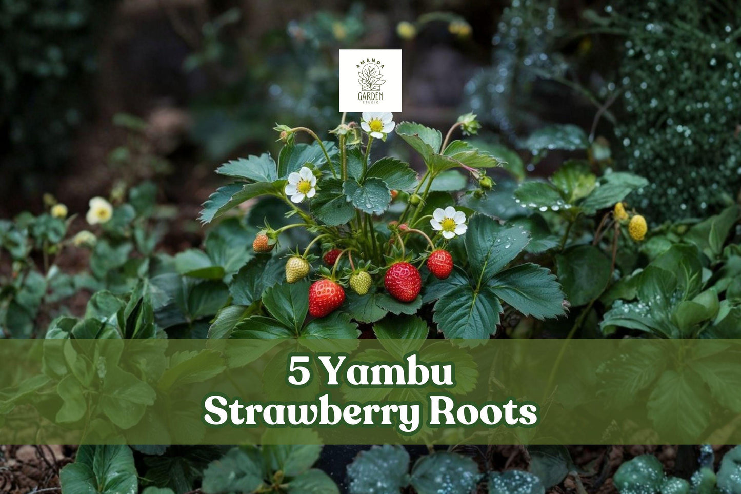 Yambu Strawberry Bare Root Plants – 5 Live Fragaria × ananassa Roots for Garden & Container Growing