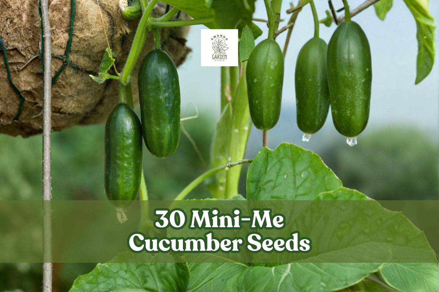 Mini-Me Cucumber Seeds 30-Pack | Compact Cucumis sativus for Containers & Gardens | Patio, Balcony, Small Garden
