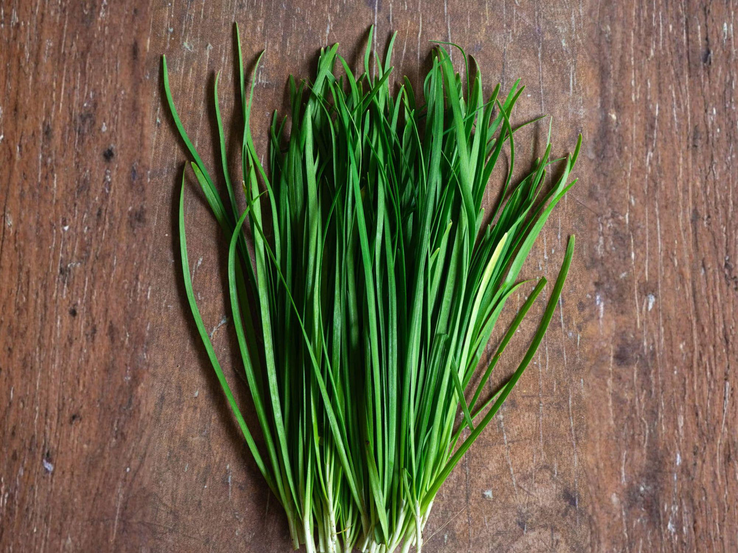 Garlic Chives Seeds – 100 Allium tuberosum Culinary Herb for Garden, Pots, Containers