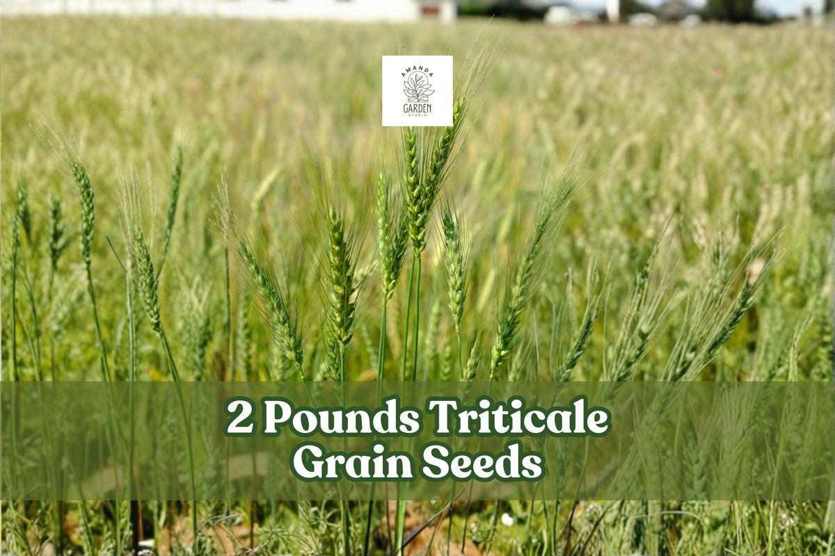 2 Pounds Triticale Grain Seeds for Cover Crop and Garden Planting | × Triticosecale Cereal Grain Seeds