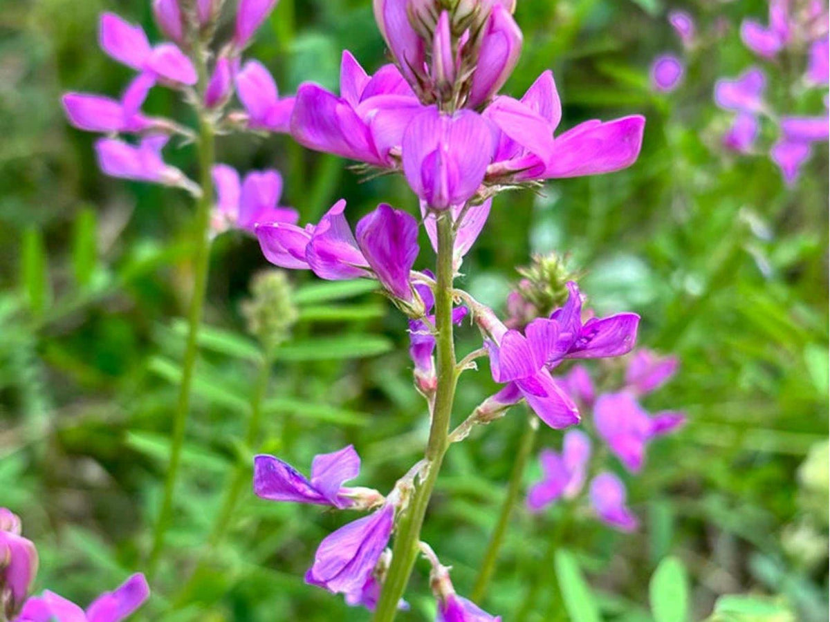 Utah Sweetvetch Seeds – Native Legume for Pollinator Gardens & Dry Soils – Hedysarum boreale, Drought-Tolerant, Wildflower Seeds
