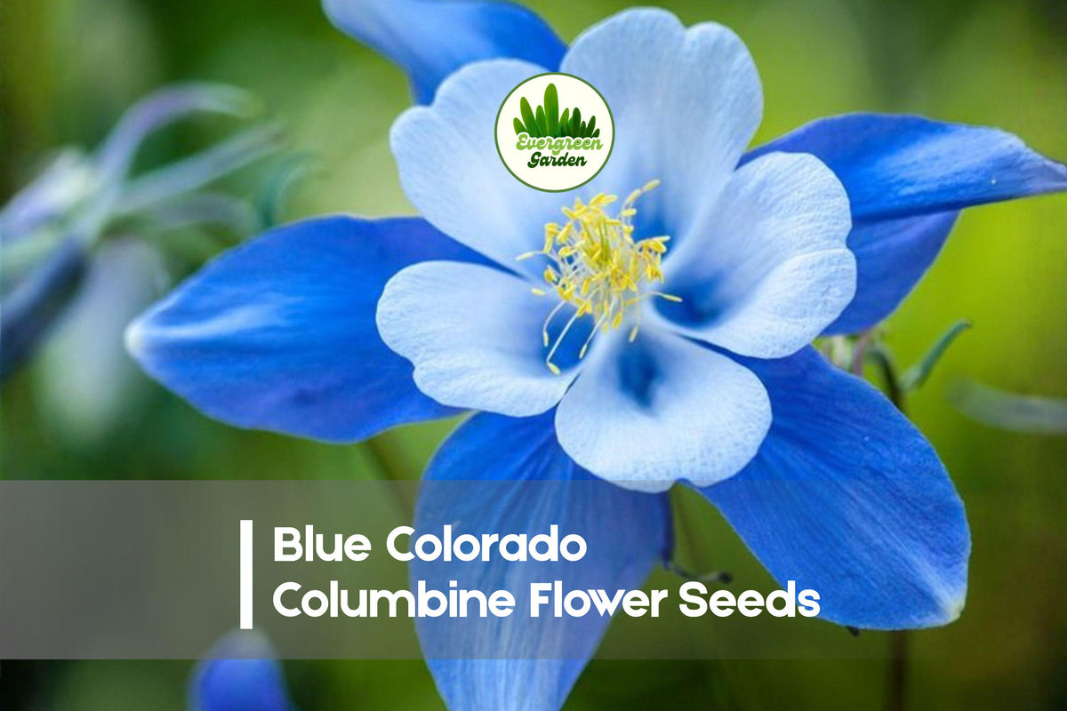 Blue Colorado Columbine Flower Seeds - 100 Premium Aquilegia coerulea Perennial Seeds for Borders & Wildflower Gardens
