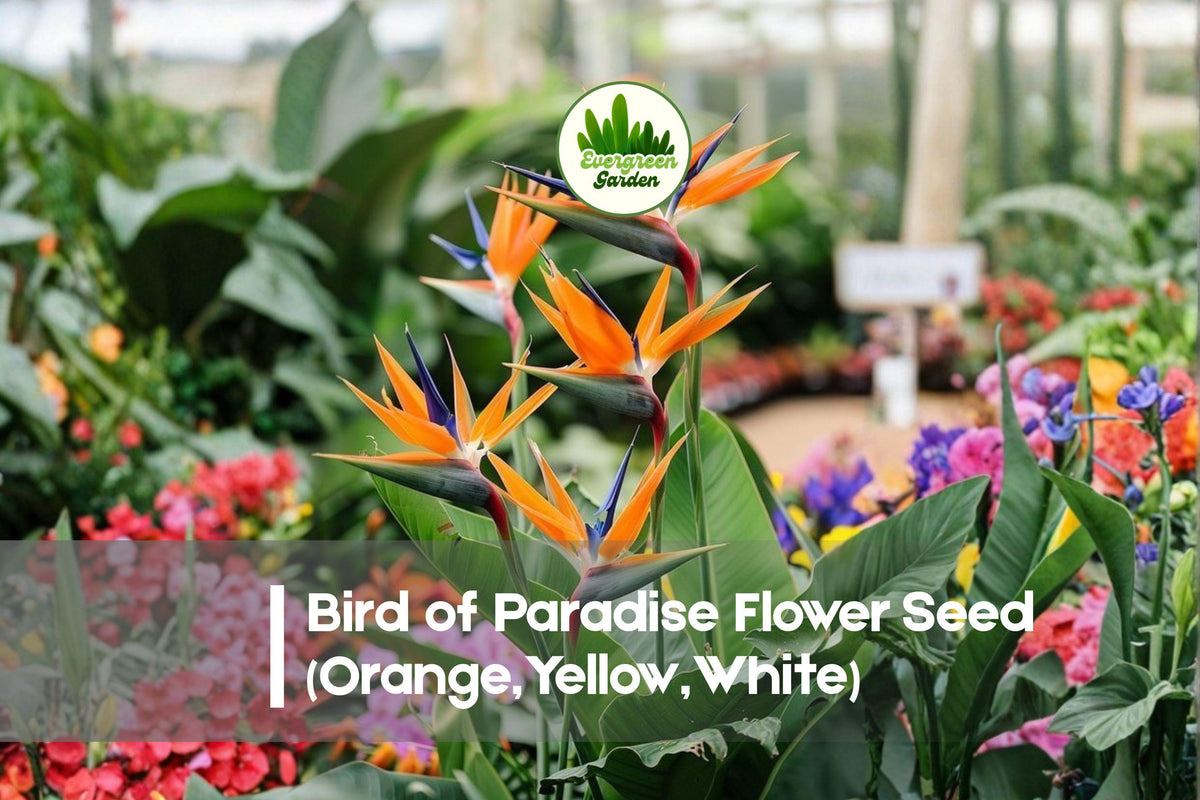 Bird of Paradise Seeds, Mixed Colors (Orange, Yellow, White) - Strelitzia reginae Tropical Flower Seed Bundle