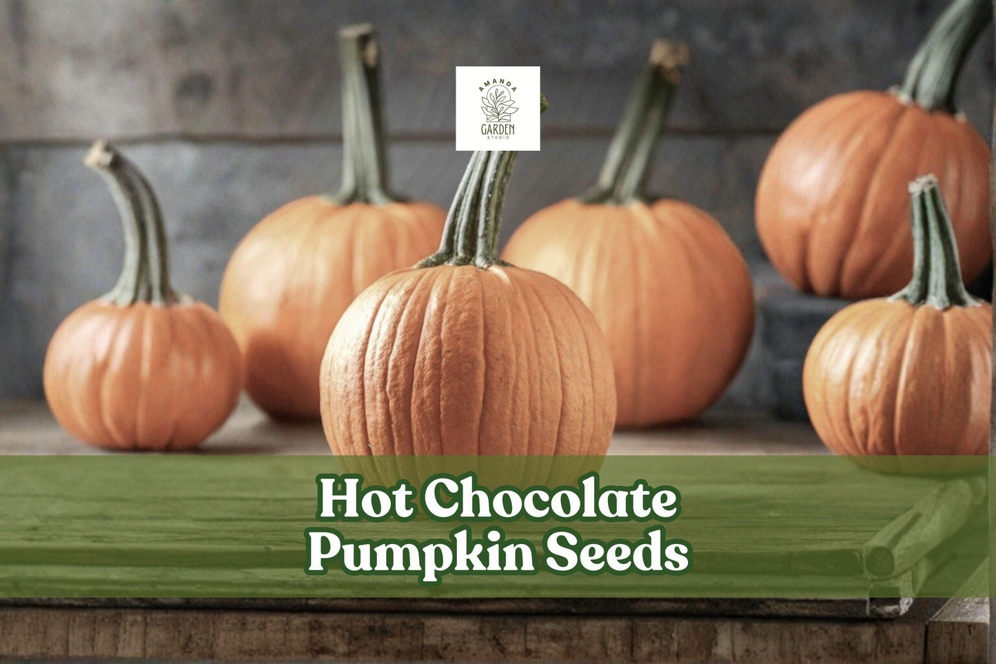 Hot Chocolate Pumpkin Seeds 10-Pack | Unique Brown Cucurbita pepo Vining Pumpkin for Fall Gardens & Decorative Harvest
