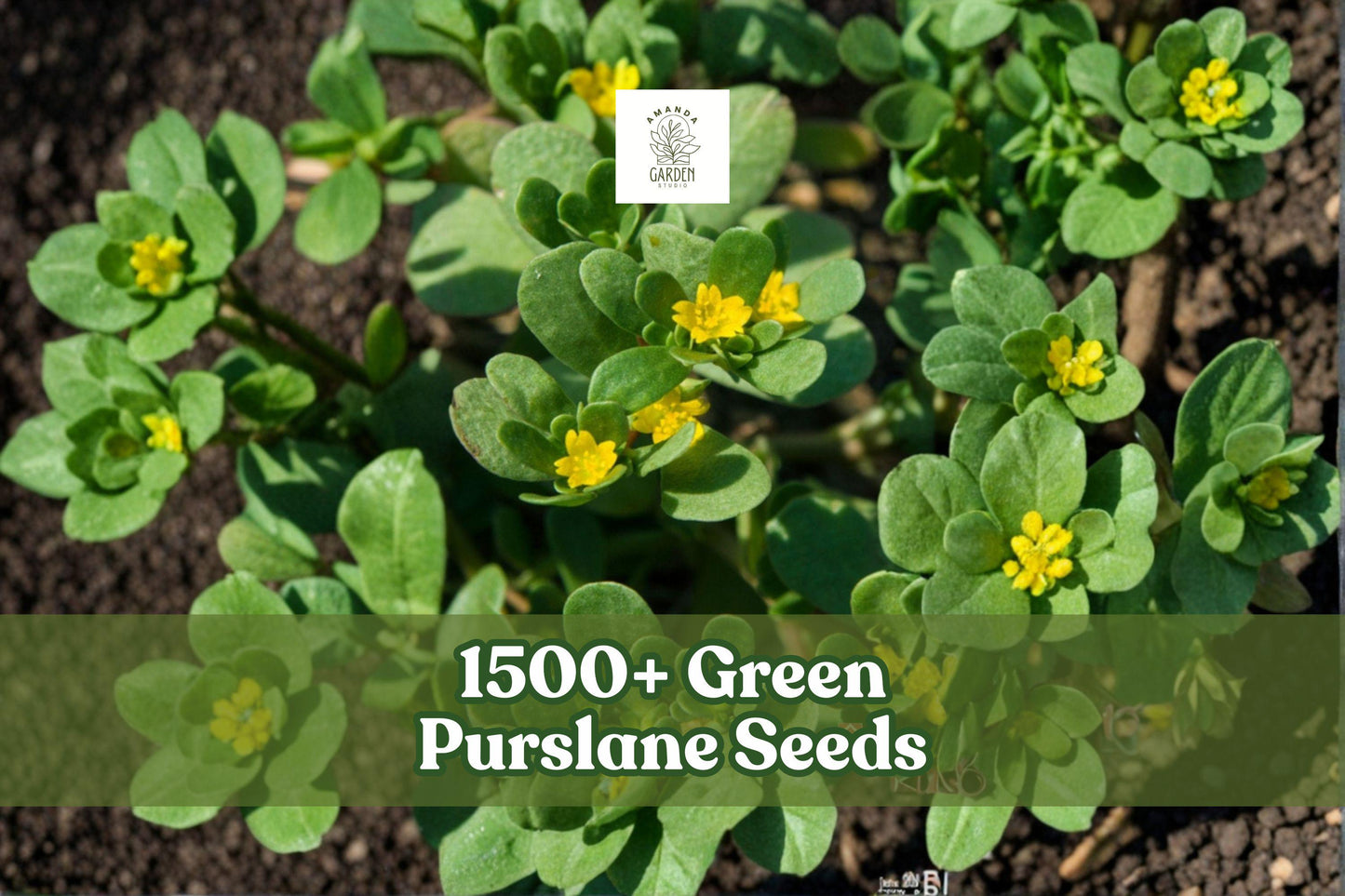 Green Purslane Seeds 1500+ | Portulaca oleracea | Low-Growing Groundcover & Edible Green Plant for Gardens