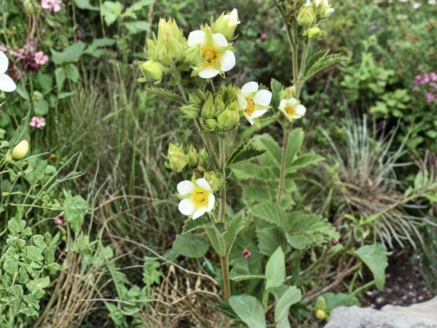 Drymocallis arguta Prairie Cinquefoil Seeds – Native Perennial Wildflower for Pollinator Gardens, Drought Tolerant, 500 Seeds