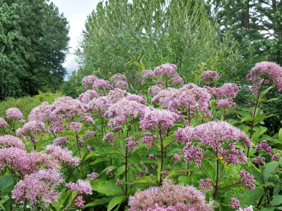 Eutrochium fistulosum Hollow Joe-Pye Weed Seeds | Native Perennial Wildflower for Pollinators | Moist Soil Gardens