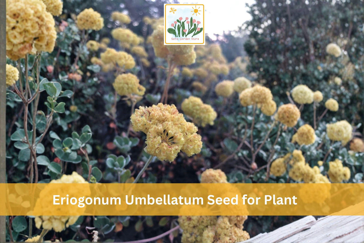 100 Eriogonum umbellatum Seeds | Sulfurflower Wildflower | Native Perennial Plant for Drought Tolerant Gardens