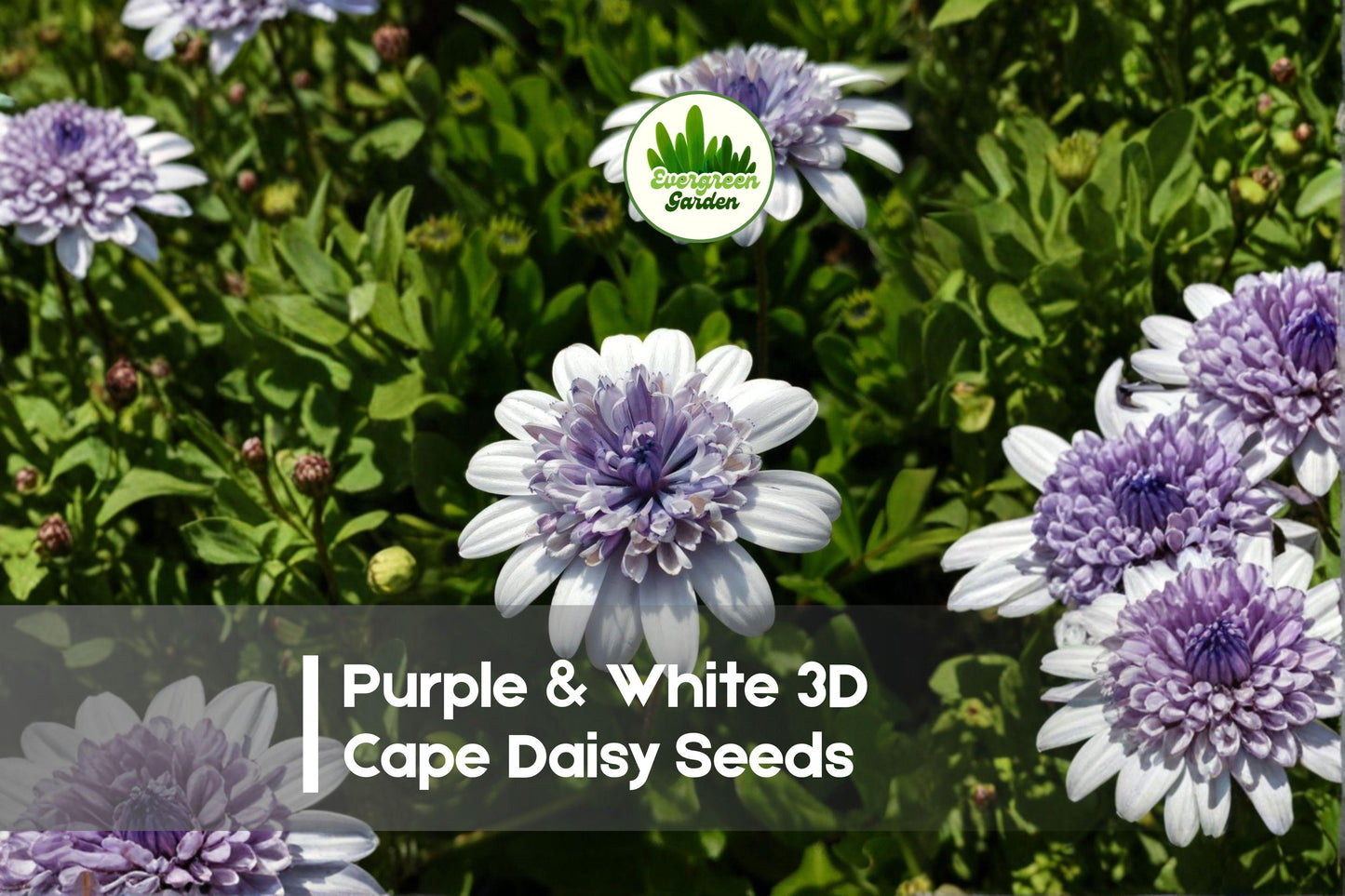 50+ Purple & White 3D Cape Daisy Seeds | Osteospermum Bi-Color Flower Seeds for Borders & Containers