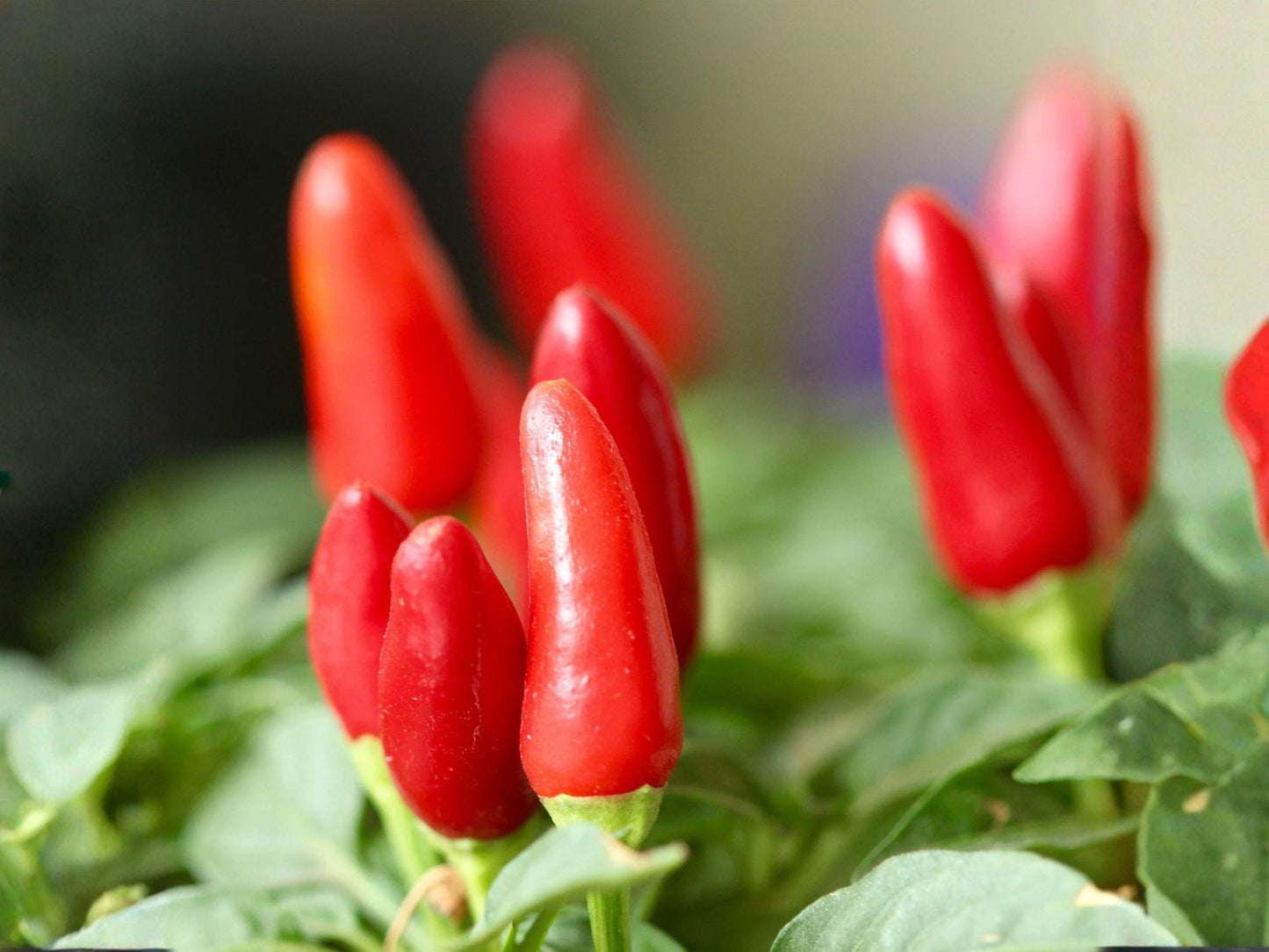 Chile Piquín Pepper Seeds – Heirloom Wild Chili, Extra Hot, Small Round Fruits, 25 Seeds
