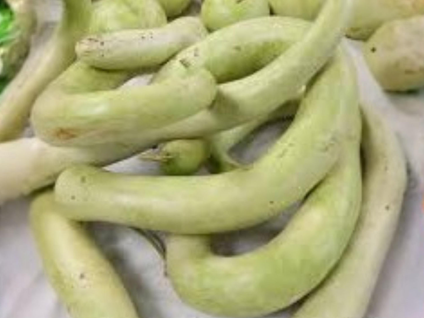 Cucuzzi Gourd Seeds | Italian Edible Long Club Squash | Lagenaria siceraria | 10 Seeds for Trellis Growing