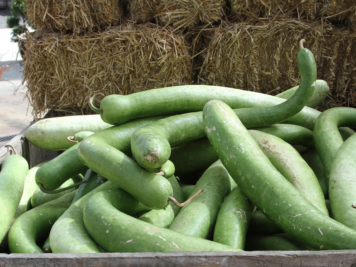 Snake Gourd Seeds - Long Curved Edible Asian Vegetable, Lagenaria siceraria, 10 Seeds