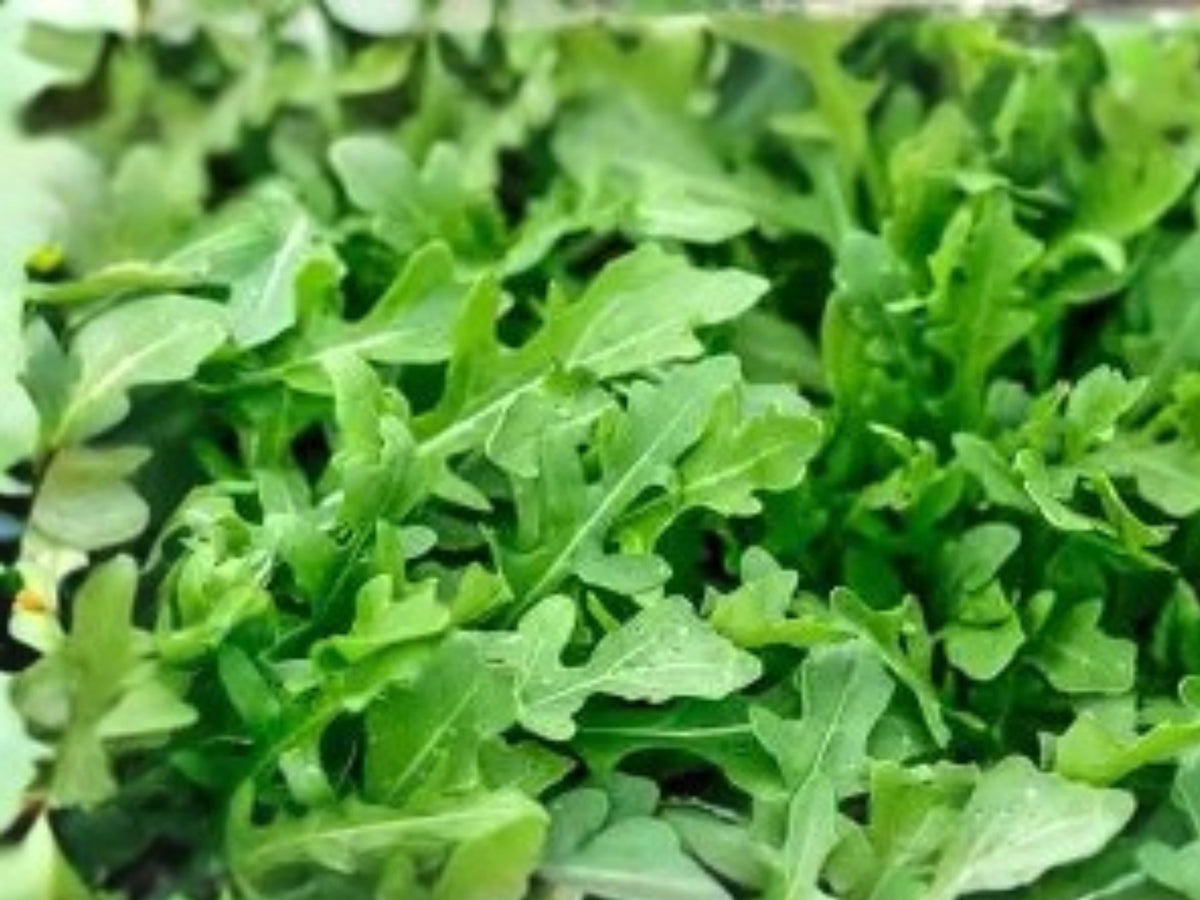 Arugula Seeds, 500 Pack, Peppery Rocket Salad Herb, Fast Growing, Annual Leafy Green, Mediterranean Cuisine, Indoor & Outdoor Gardening