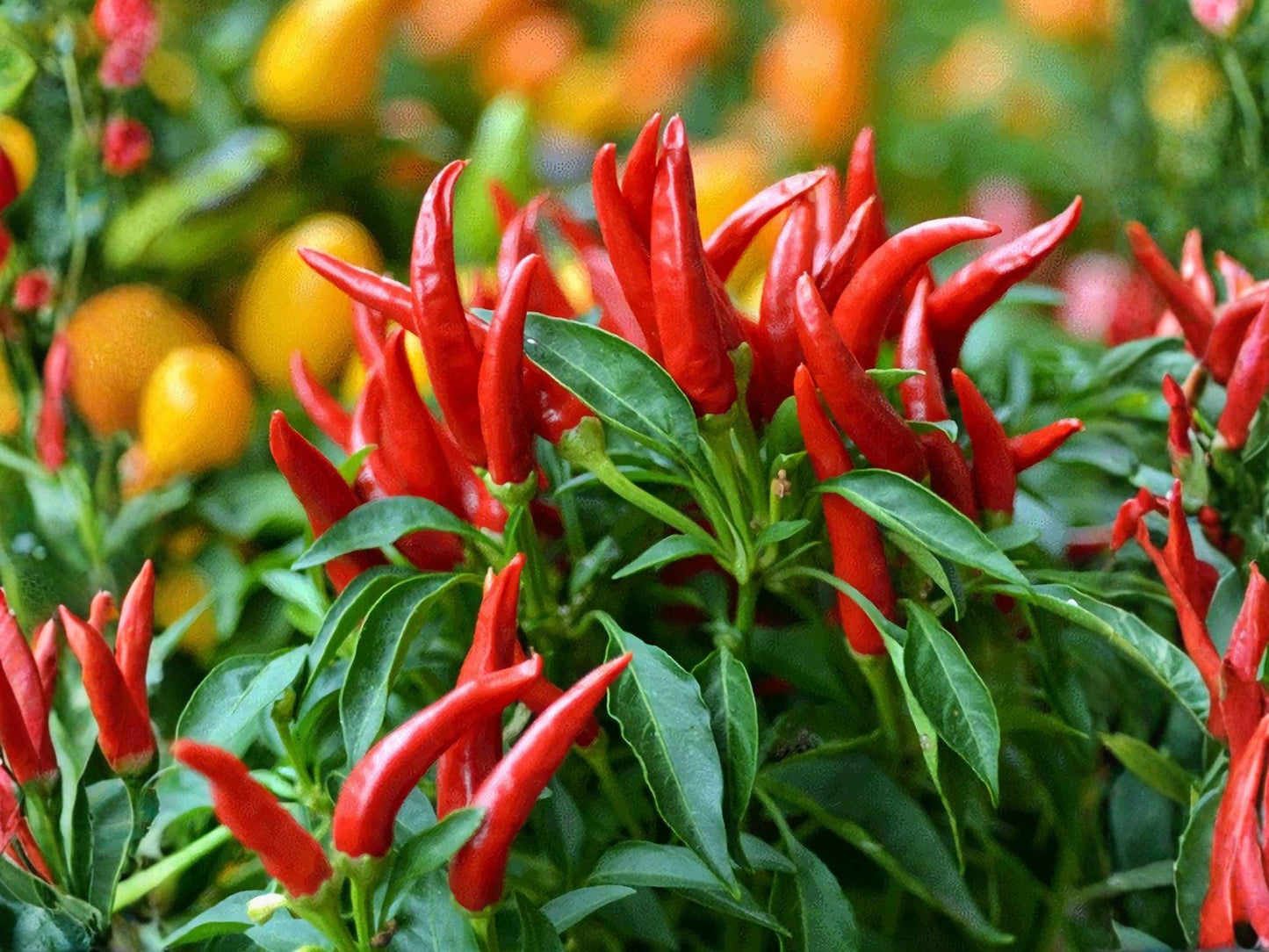 Thai Capsicum frutescens Hot Pepper Seeds – 25 Seeds, Asian Chili, Extra Hot, Small Upright Pods, Heirloom, Spice, Container Growing