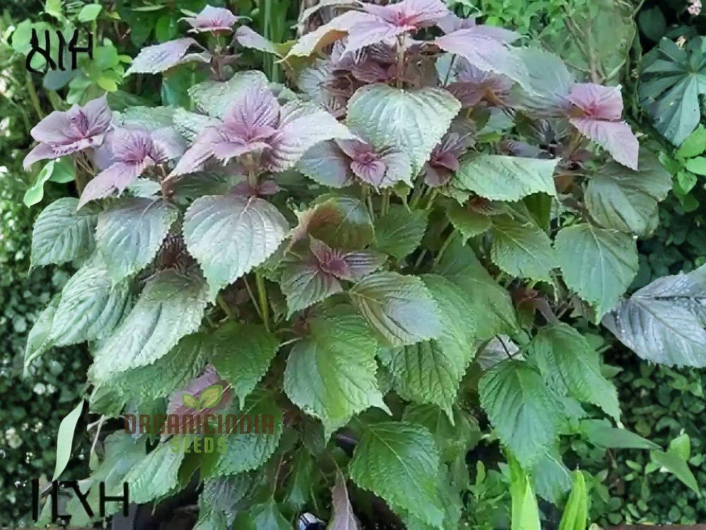 Korean Red Perilla Seeds – Jeok Ssam Ip Shiso Herb, 500 Seeds for Culinary Use, Wraps, Pickling, and Garnishes