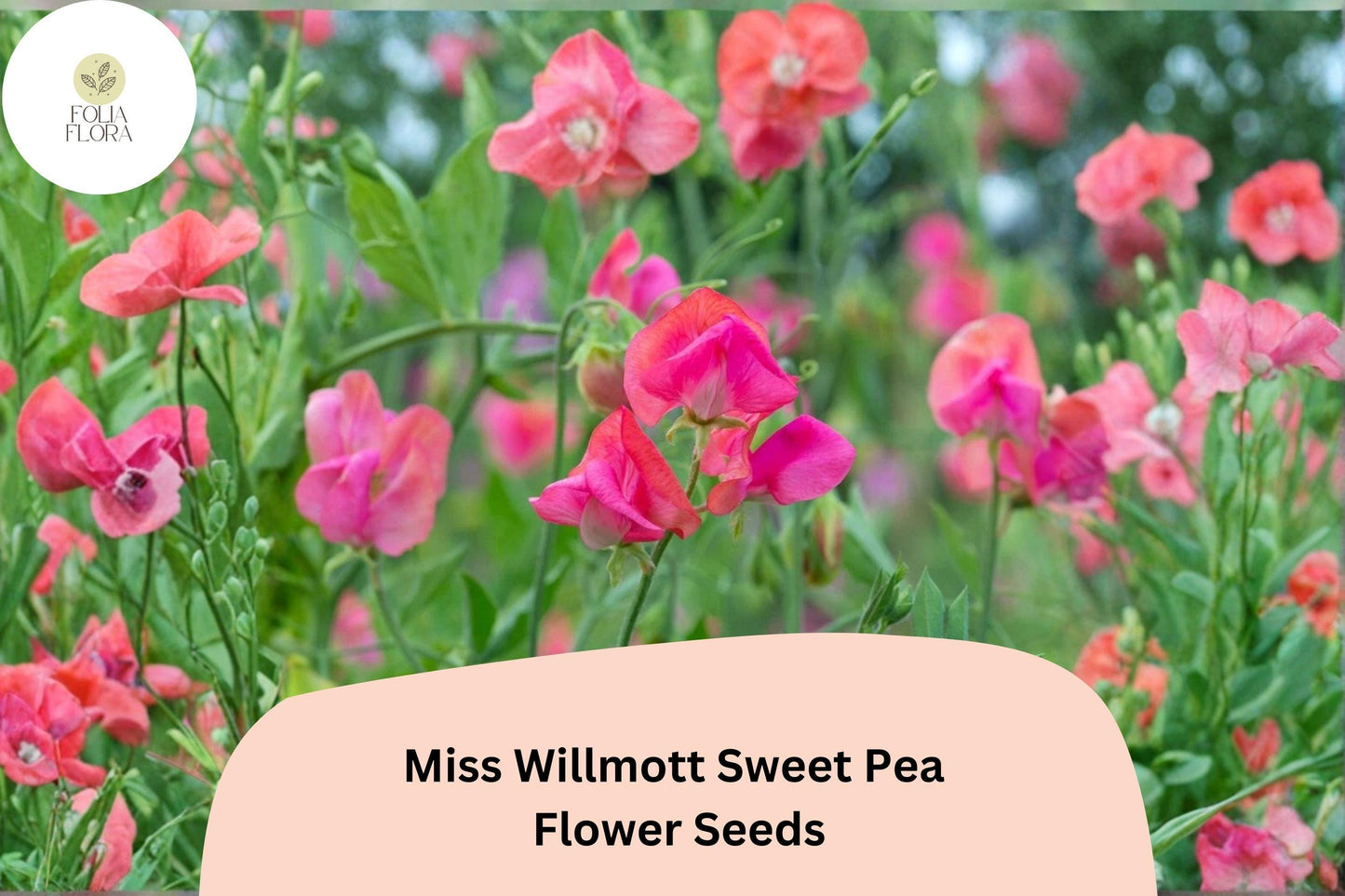 Miss Willmott Sweet Pea Seeds | Lathyrus odoratus Climbing Flower for Gardens, Fences & Trellises (50+ Seeds)