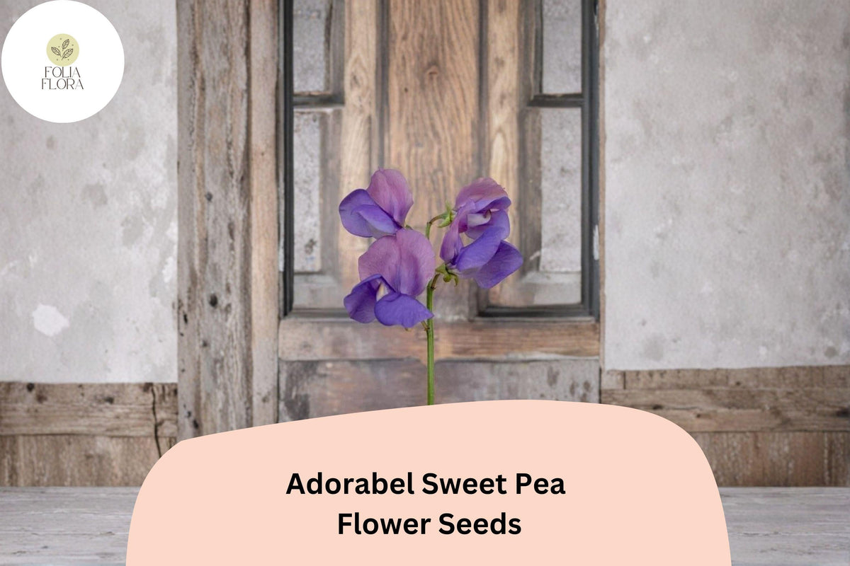 Adorabel Sweet Pea Seeds | Climbing Annual Flowering Vine | Soft Rose & Pastel Blooms | Lathyrus odoratus (50+ Seeds)