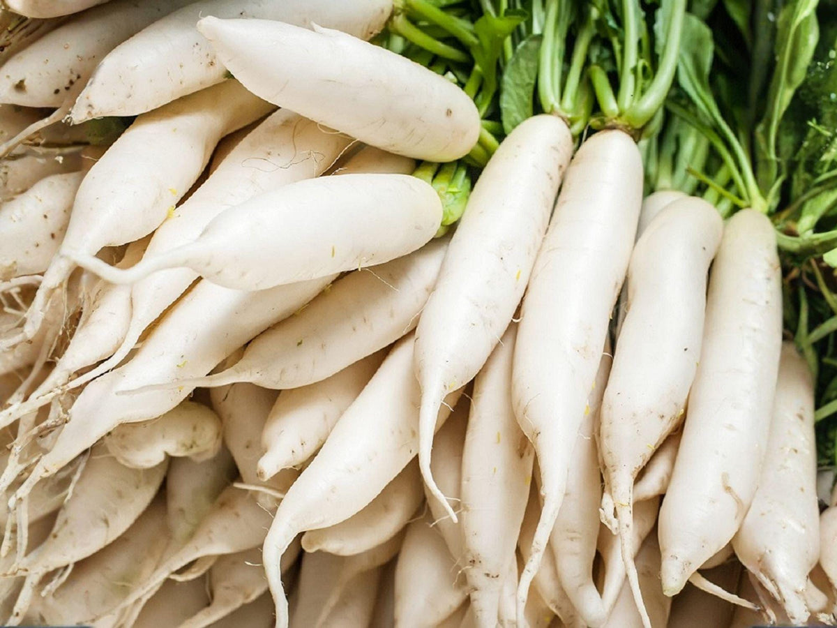 Minowase Daikon Radish Seeds – Japanese Heirloom, Long White Roots, Crisp, Mild Flavor, 100 Seeds