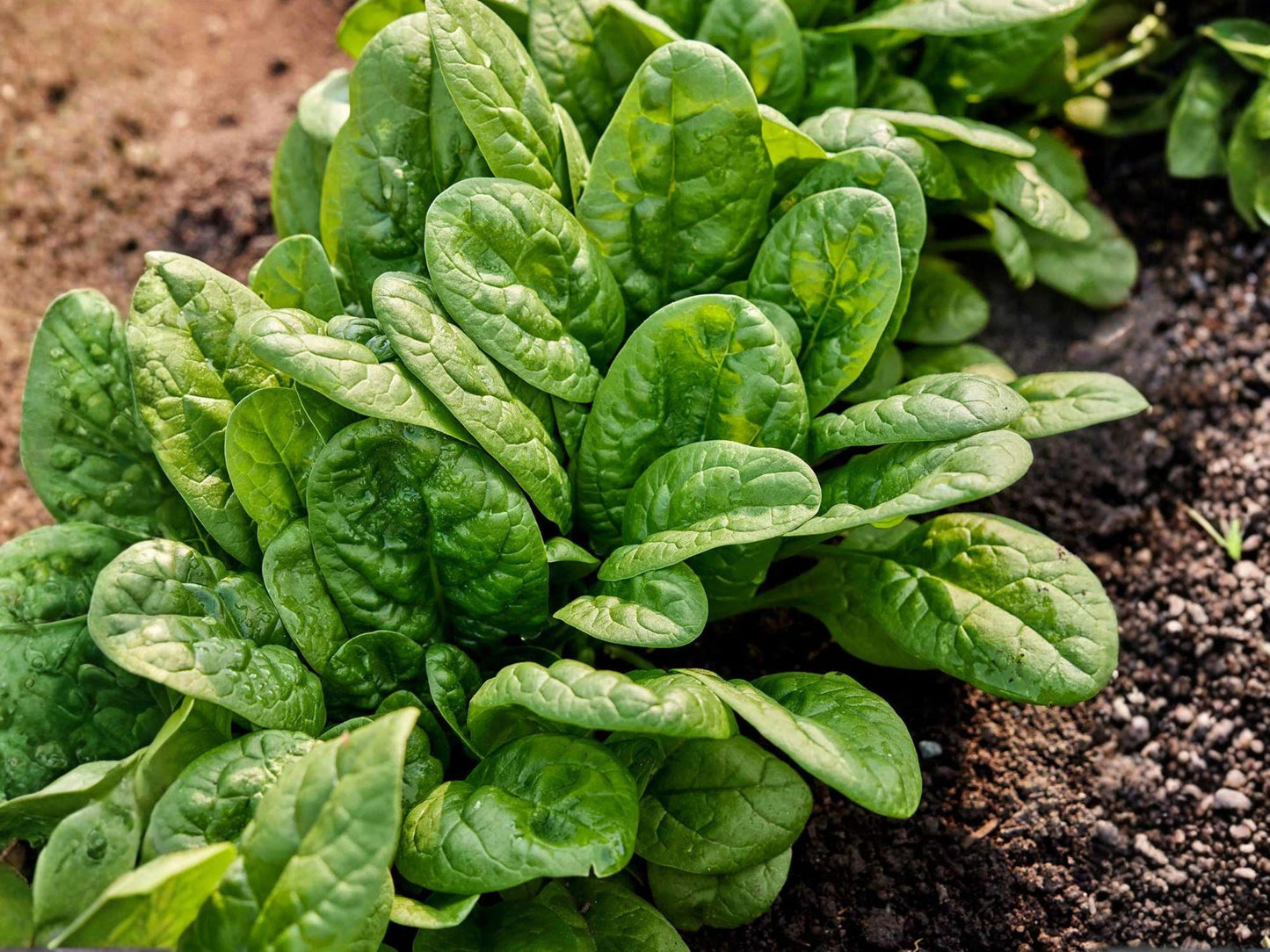 Bloomsdale Spinach Seeds – Heirloom Savoy, Slow Bolting, 100 Seeds, Cold Hardy, Leafy Greens, Garden & Container Growing